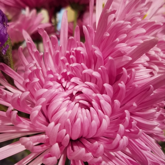 Meet your Posher, RhoMa - Picture 1 of 1